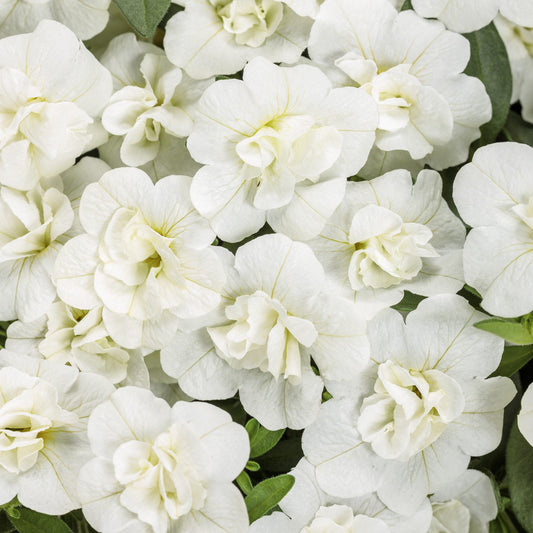 Superbells® Double White Calibrachoa - Photo Courtesy of Proven Winners, Inc.