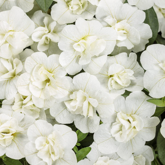 Superbells® Double White Calibrachoa features clusters of layered white blooms with soft green leaves, creating a dense display - Photo Courtesy of Proven Winners, Inc.
