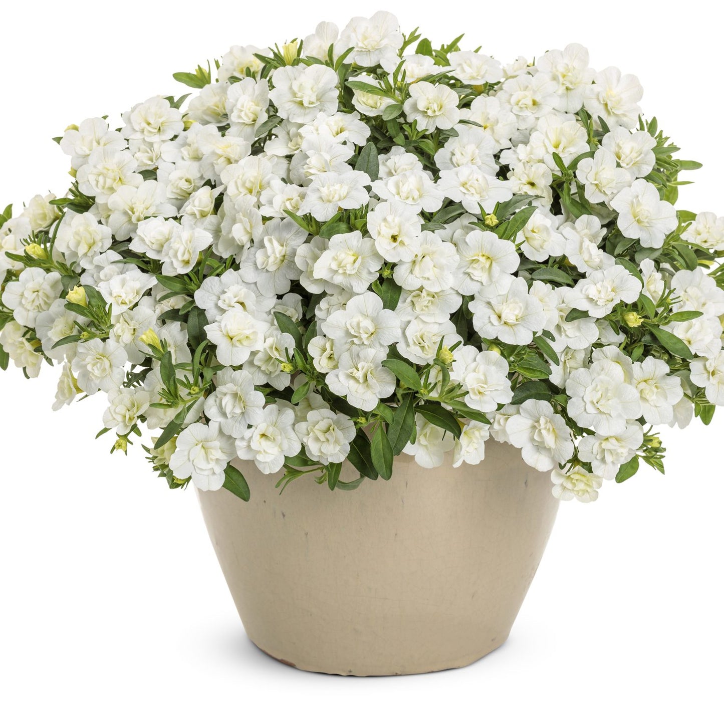 Superbells® Double White Calibrachoa - Photo Courtesy of Proven Winners, Inc.