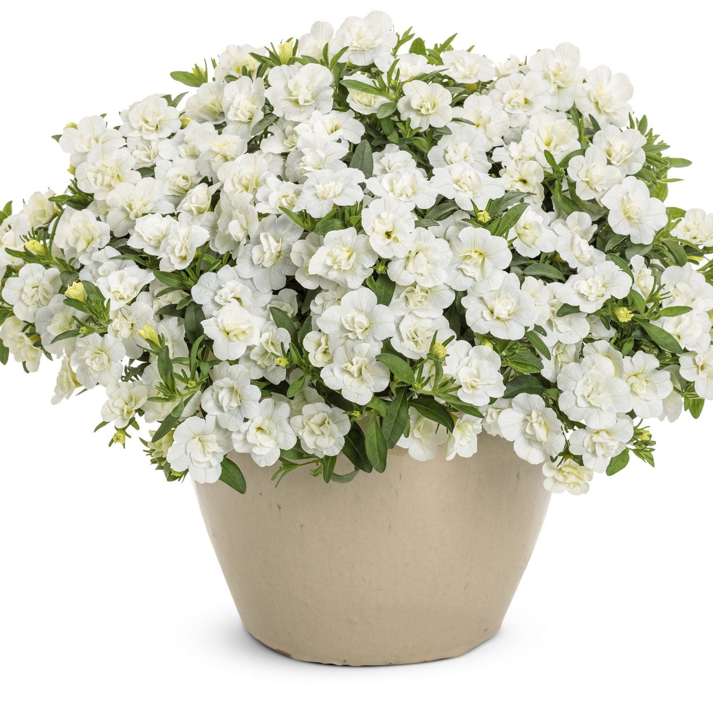 A beige ceramic pot with a lush Superbells® Double White Calibrachoa, featuring small double white flowers and green leaves, isolated on a white background - Photo Courtesy of Proven Winners, Inc. Decorative pot not included.
