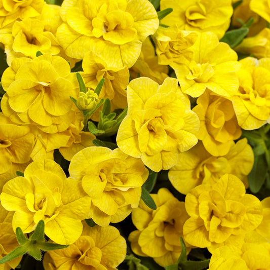Superbells® Double Yellow Calibrachoa features clusters of vibrant, double-layered yellow blooms and lush green foliage, creating a bright and cheerful display - Photo Courtesy of Proven Winners, Inc.