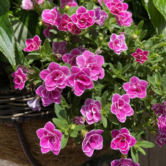 Superbells® Doublette Love Swept™ Calibrachoa - Photo Property of Garden Crossings LLC