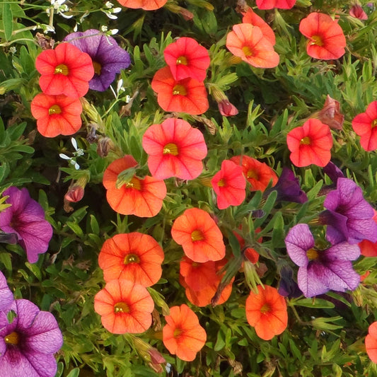 A cluster of Superbells® Dreamsicle® Calibrachoa with vivid red-orange and purple petals blooms among lush green foliage next to purple flowers - Photo Property of Garden Crossings LLC