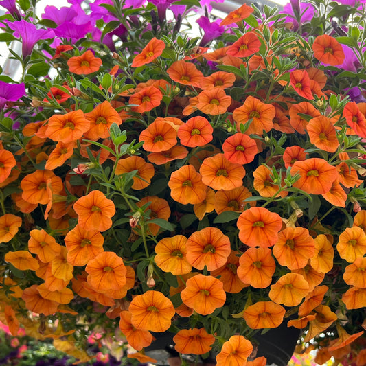 A lush hanging basket planter overflows with vibrant Superbells® Dreamsicle® Calibrachoa, showcasing vivid orange blooms and green foliage, while trailing petunias add extra color in the background - Photo Property of Garden Crossings LLC. Decorative pot not included.