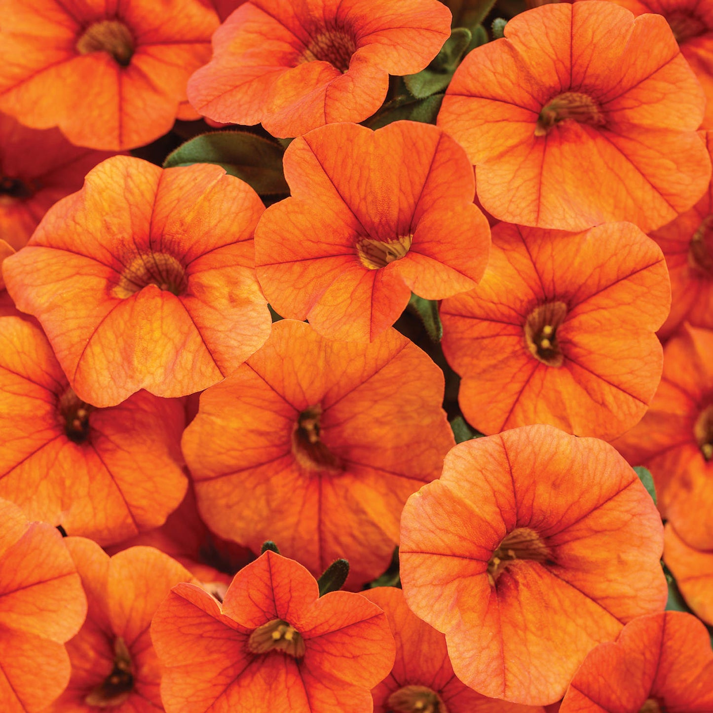 Superbells® Dreamsicle® Calibrachoa - Photo Courtesy of Proven Winners, Inc.