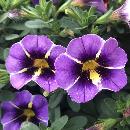 Superbells® Evening Star™ Calibrachoa - Photo Property of Garden Crossings LLC