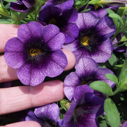 A hand holds vibrant Superbells® Grape Punch™ Calibrachoa flowers with yellow centers and dark veins amid green leaves, sunlight illuminating the petals - Photo Property of Garden Crossings LLC