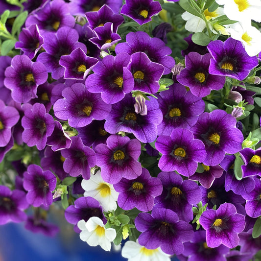 A cluster of vibrant purple Superbells® Grape Punch™ Calibrachoa with yellow centers, accented by white flowers and lush green leaves, creates a dense, colorful display ideal for hanging baskets - Photo Property of Garden Crossings LLC. Decorative pot not included.