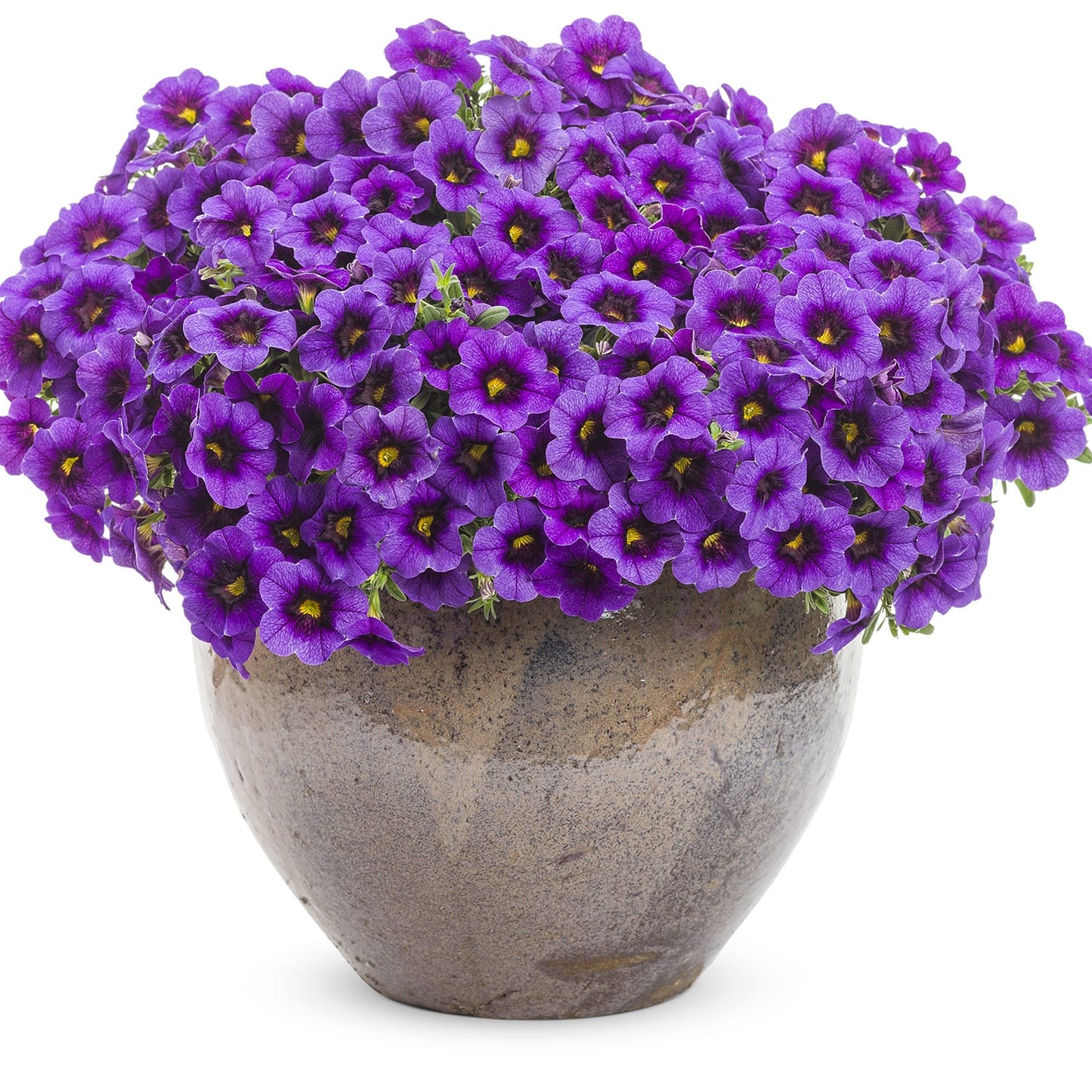 A stone pot brimming with Superbells® Grape Punch™ Calibrachoa—vivid purple blooms with yellow centers—stands out against a white background - Photo Courtesy of Proven Winners, Inc. Decorative pot not included.baskets.