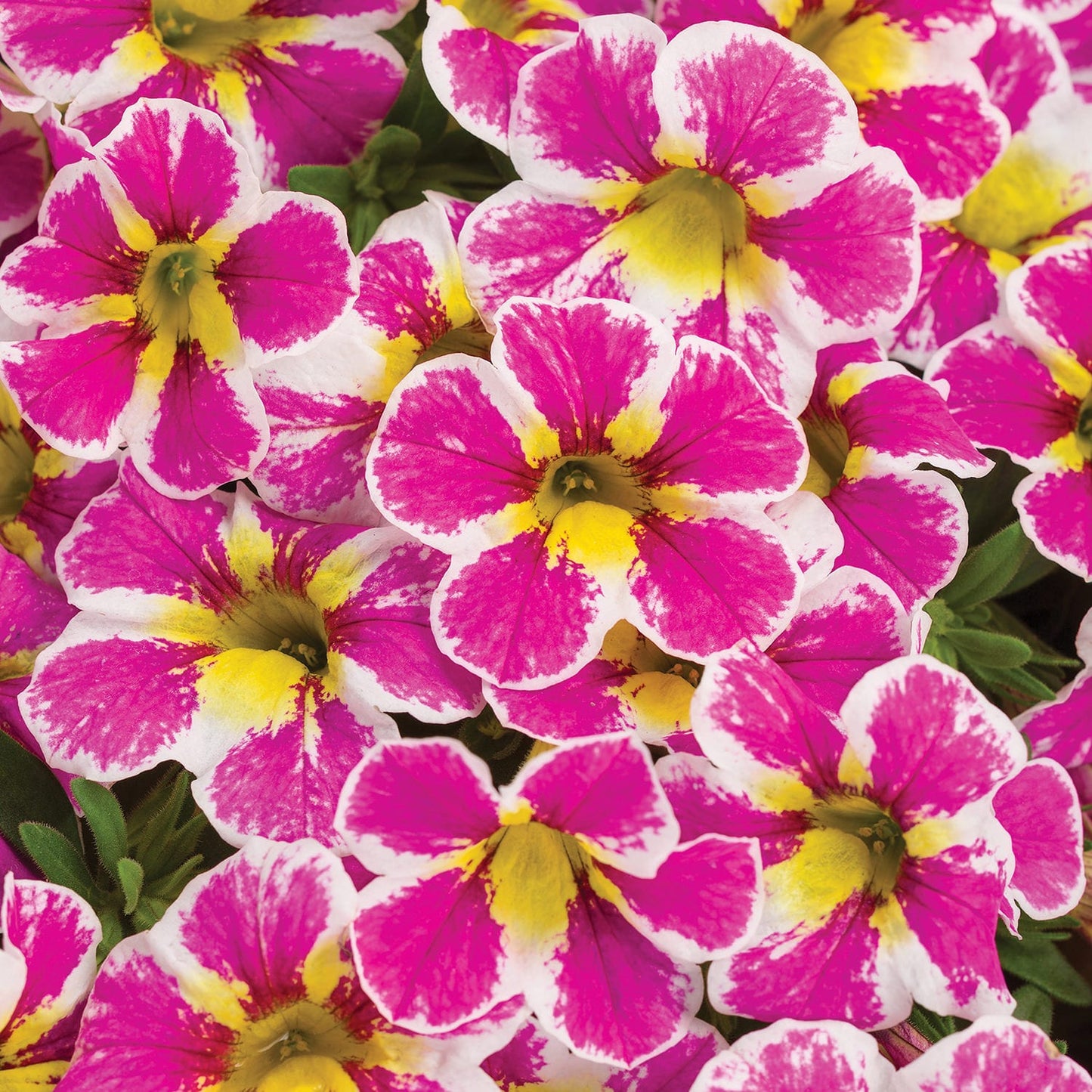 A cluster of vibrant pink Superbells® Holy Cow!™ Calibrachoa flowers with white edges and yellow centers, set against green leaves - Photo Curtesy of Proven Winners, Inc.