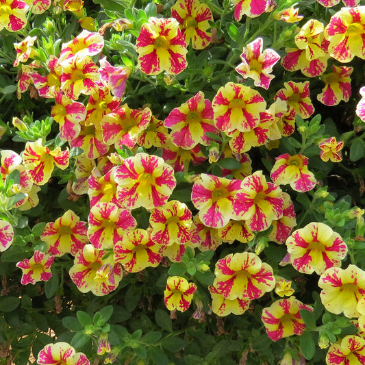 Superbells® Holy Moly!® Calibrachoa - Photo Property of Garden Crossings LLC