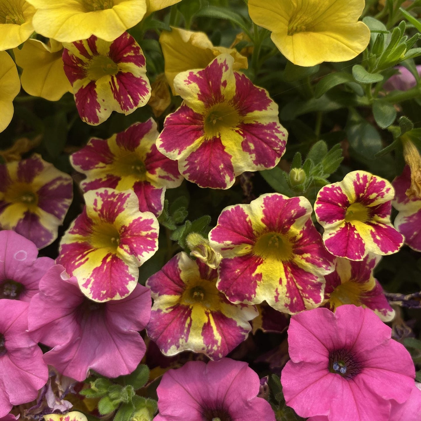 Superbells® Holy Moly!® Calibrachoa features vibrant yellow, pink, and striped blooms with lush green foliage, next to pink and yellow blooms - Photo Property of Garden Crossings LLC