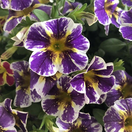 Close-up of Superbells® Holy Smokes!® Calibrachoa with vibrant purple and white starburst petals, yellow centers, and green leaves. - Photo Property of Garden Crossings LLC.