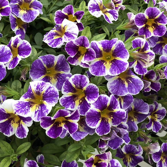 A cluster of vibrant purple and white blooms with yellow centers - Photo Property of Garden Crossings LLC