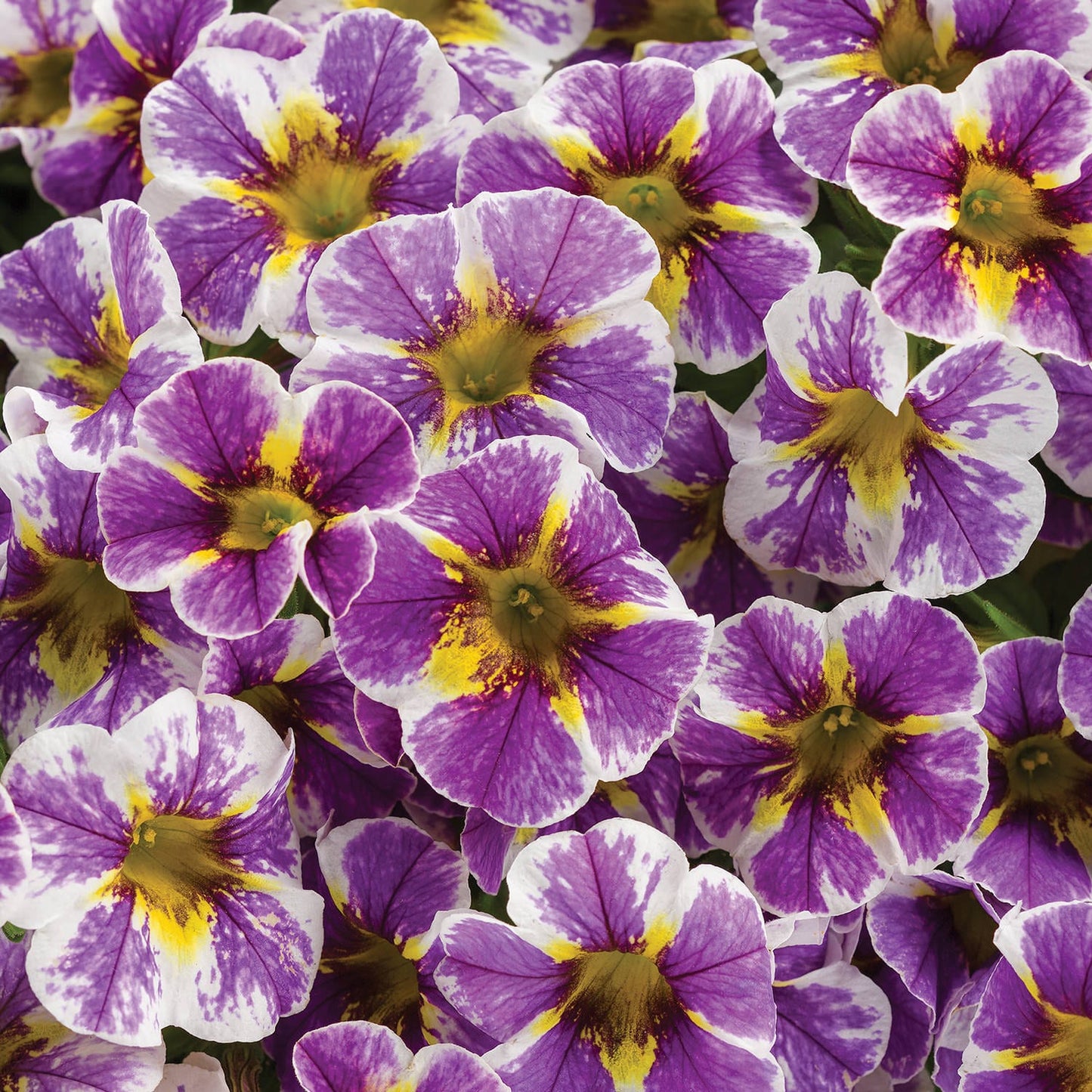 Superbells® Holy Smokes!® Calibrachoa - Photo Courtesy of Proven Winners, Inc.