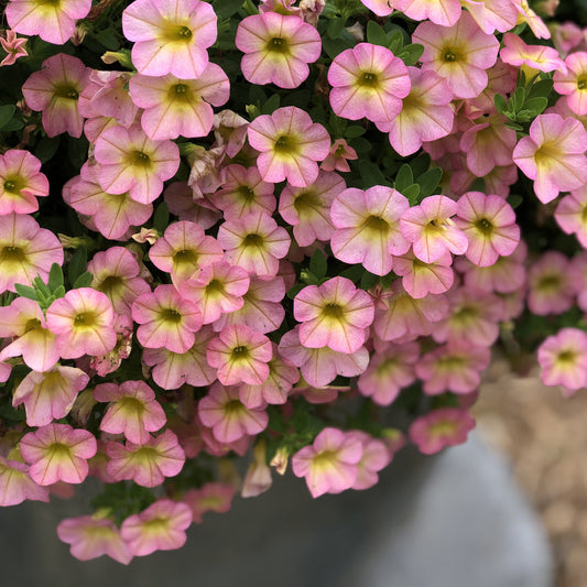 Superbells® Honeyberry™ Calibrachoa - Photo Property of Garden Crossings LLC