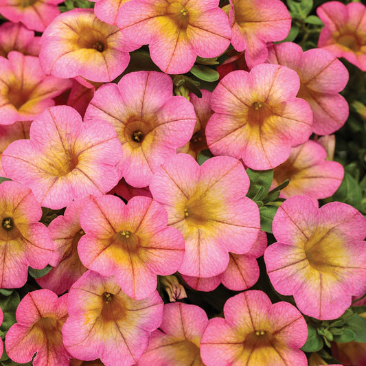 Superbells® Honeyberry™ Calibrachoa features clusters of vibrant pink flowers with yellow centers and delicate veins, surrounded by lush green leaves. The dense blooms overlap - Photo Courtesy of Proven Winners, Inc.