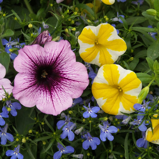 Superbells® Lemon Slice® Calibrachoa - Photo Property of Garden Crossings LLC