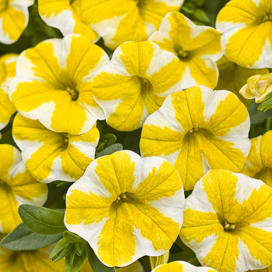 Superbells® Lemon Slice® Calibrachoa - Photo Courtesy of Proven Winners, Inc.