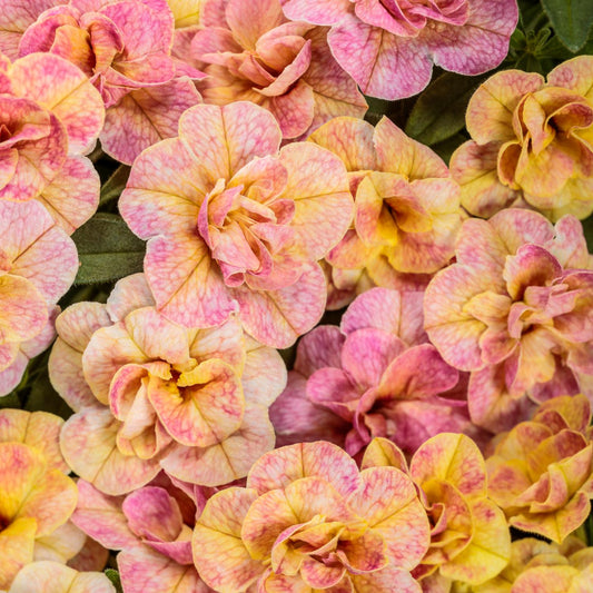 Superbells Magic® Double Grapefruit Calibrachoa - Photo Courtesy of Proven Winners, Inc.