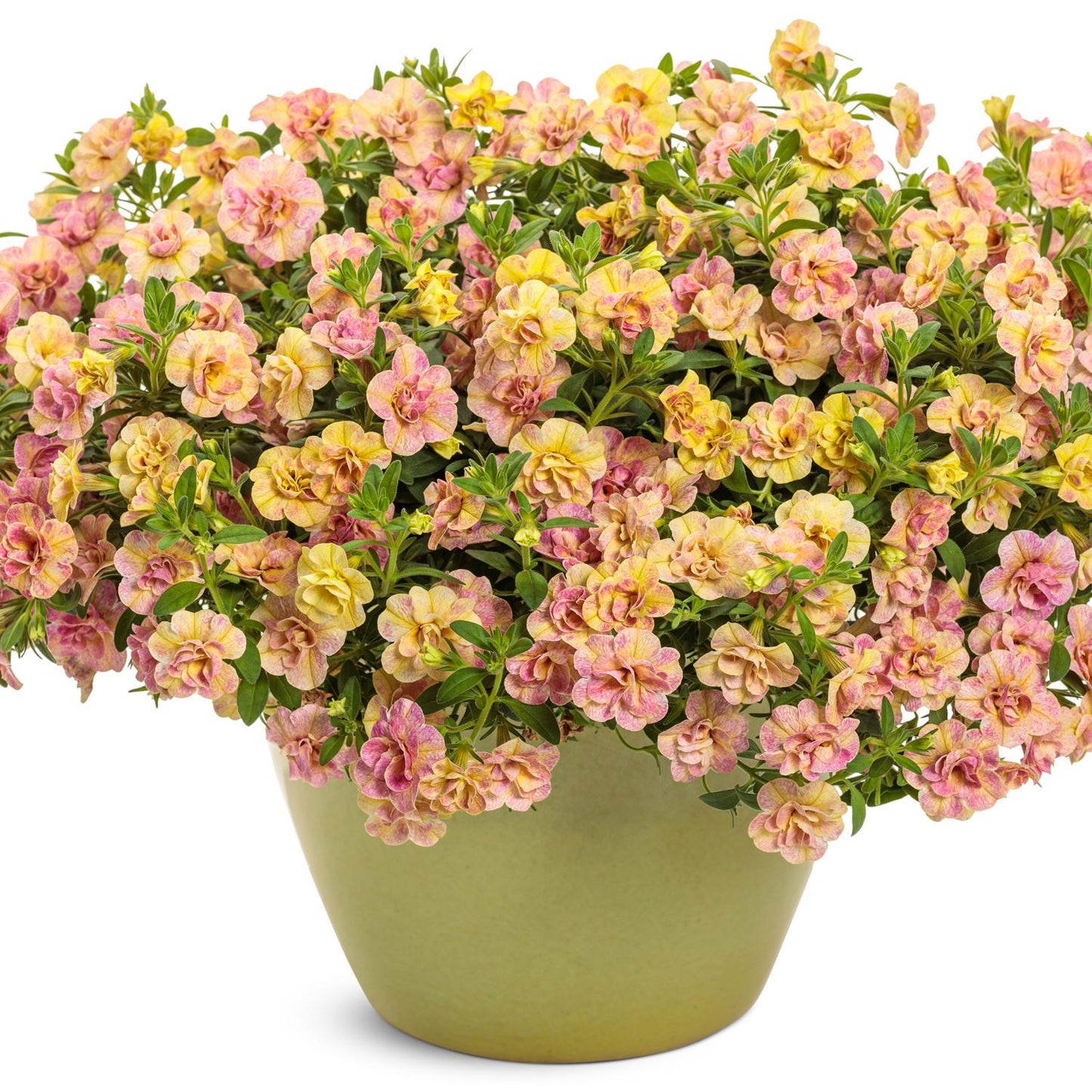 A green pot displays Superbells Magic® Double Grapefruit Calibrachoa, bursting with lush foliage and an abundance of yellow and pink double blooms - Photo Courtesy of Proven Winners, Inc. Decorative pot not included.