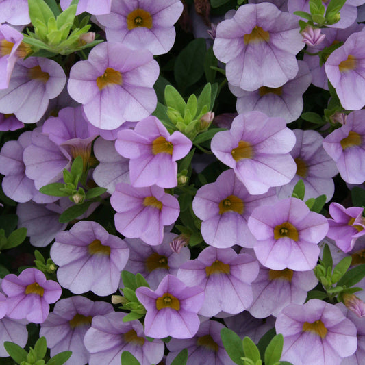 Superbells® Miss Lilac Calibrachoa features dense clusters of light purple blooms with yellow centers and green foliage - Photo Courtesy of Proven Winners, Inc.