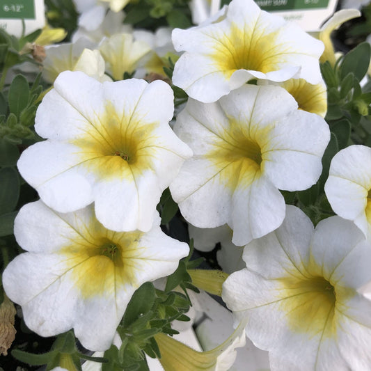 Superbells® Over Easy™ Calibrachoa - Photo Property of Garden Crossings LLC