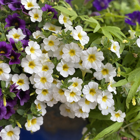 Superbells® Over Easy™ Calibrachoa - Photo Property of Garden Crossings LLC
