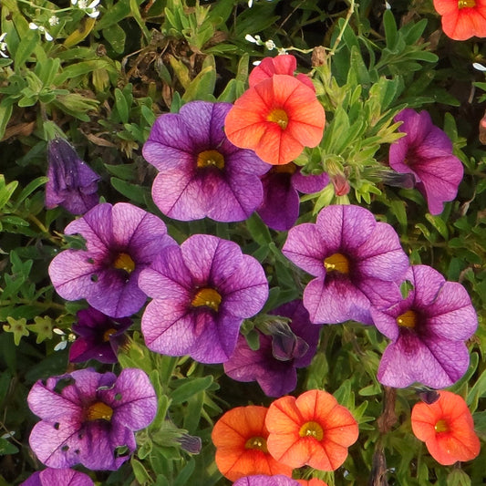 Superbells® Plum Calibrachoa features clusters of small, petunia-like purple flowers blooming amid green leavesnext to red orange blooms - Photo Property of Garden Crossings LLC