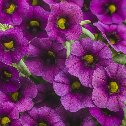 A close-up of Superbells® Plum Calibrachoa shows vibrant, petunia-like flowers with yellow centers, clustered amid lush green foliage - Photo Courtesy of Proven Winners, Inc.