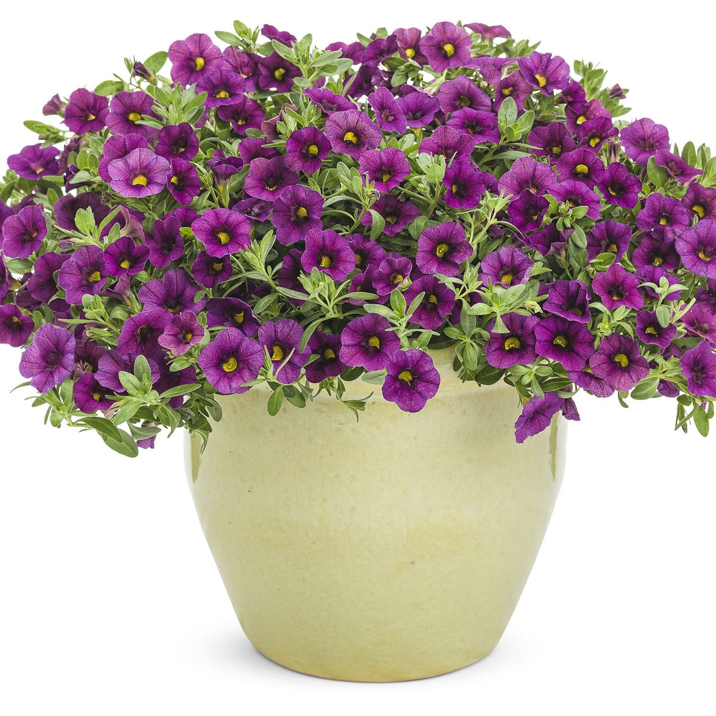 A beige ceramic pot with lush foliage and vivid Superbells® Plum Calibrachoa—petunia-like blooms with dark centers and yellow eyes—creates a striking display against a white background - Photo Courtesy of Proven Winners, Inc. Decorative pot not included.