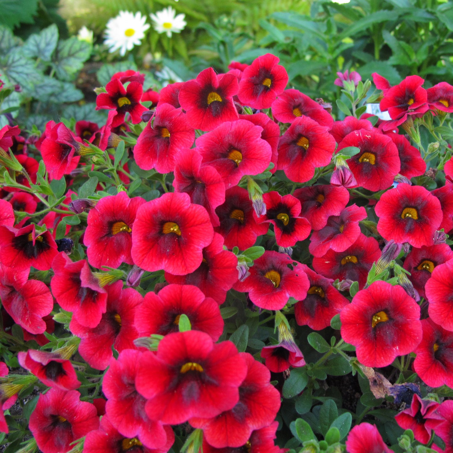 A cluster of Superbells® Pomegranate Punch™ Calibrachoa displays vibrant red blooms with dark centers, contrasting beautifully against lush green foliage. Soft white flowers can be seen in the blurred background - Photo Property of Garden Crossings LLC