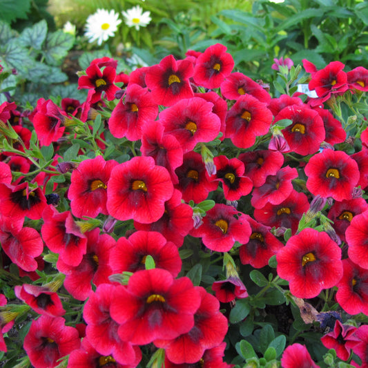 A cluster of Superbells® Pomegranate Punch™ Calibrachoa displays vibrant red blooms with dark centers, contrasting beautifully against lush green foliage. Soft white flowers can be seen in the blurred background - Photo Property of Garden Crossings LLC