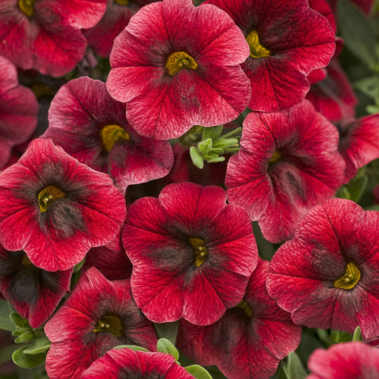 A cluster of vibrant red Superbells® Pomegranate Punch™ Calibrachoa flowers with dark centers and yellow stamens, surrounded by green leaves - Photo Courtesy of Proven Winners, Inc.