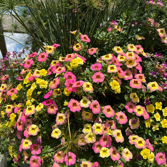 Superbells® Magic™ Pink Lemonade Calibrachoa - Photo Property of Garden Crossings LLC