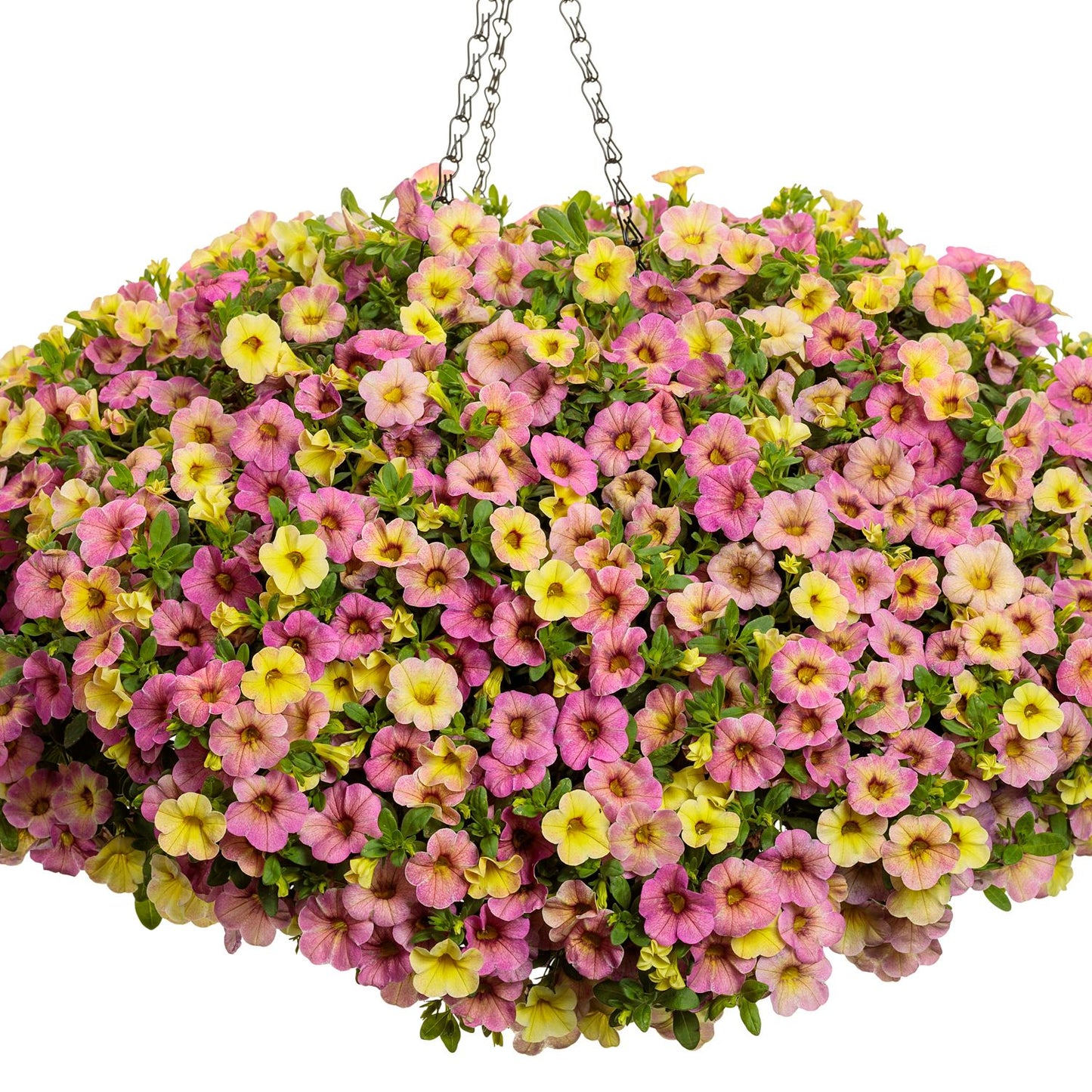 A hanging basket brimming with Superbells® Magic™ Pink Lemonade Calibrachoa—small, vibrant pink and yellow flowers—set against a white background, supported by metal chains - Photo Courtesy of Proven Winners, Inc. Hanging basket not included.