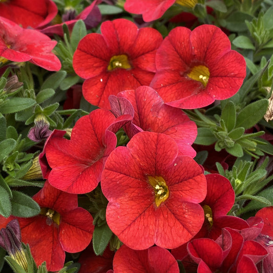 Superbells® Red Calibrachoa - Photo Property of Garden Crossings LLC