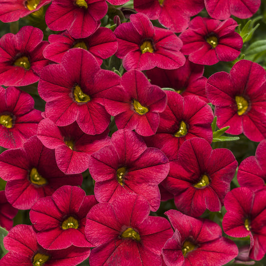 Superbells® Red Calibrachoa - Photo Courtesy of Proven Winners, Inc.