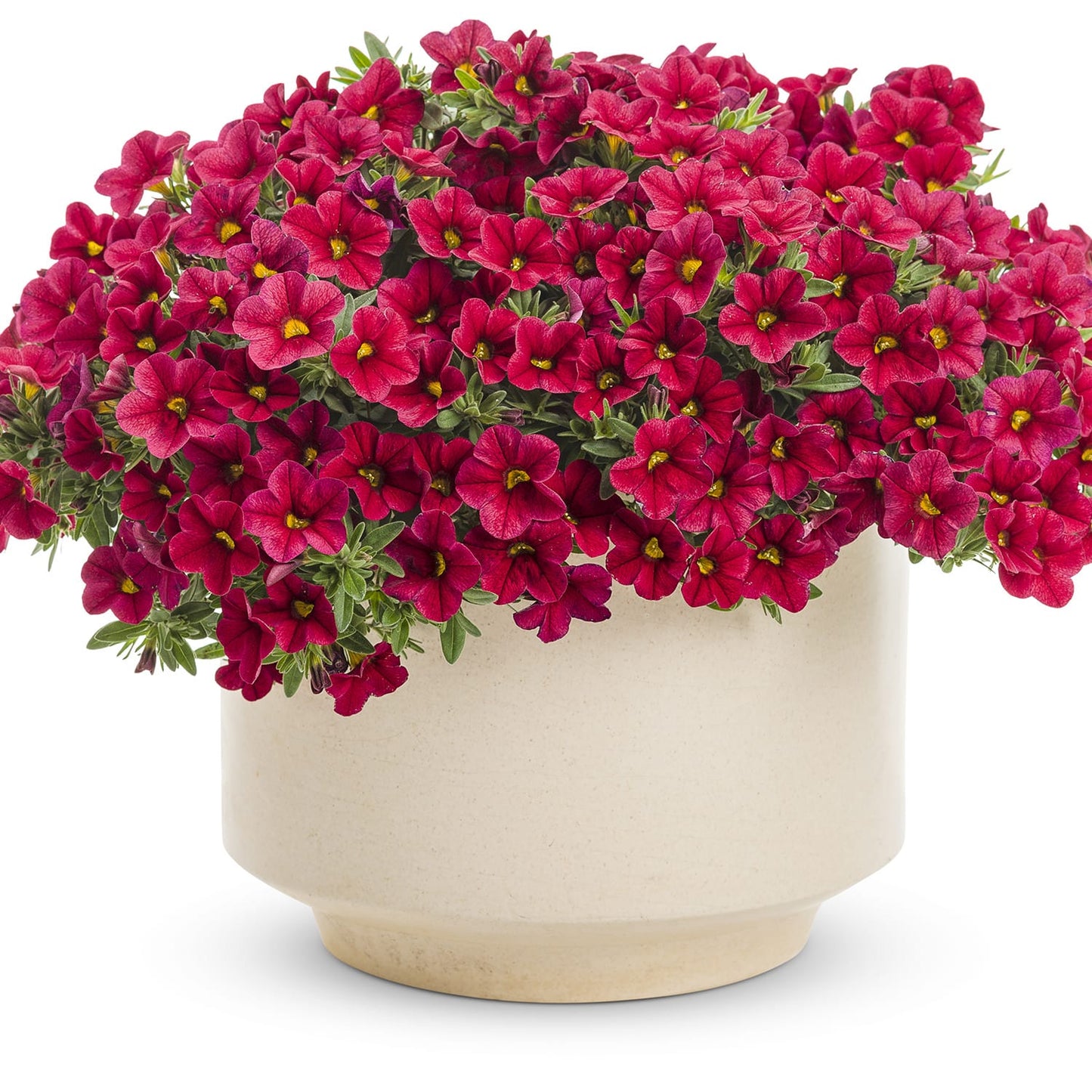 A cream ceramic pot brimming with Superbells® Red Calibrachoa, showcasing vibrant, petunia-like red blooms with yellow centers and rich green foliage that cascades elegantly over the sides - Photo Courtesy of Proven Winners, Inc. Decorative pot not included.