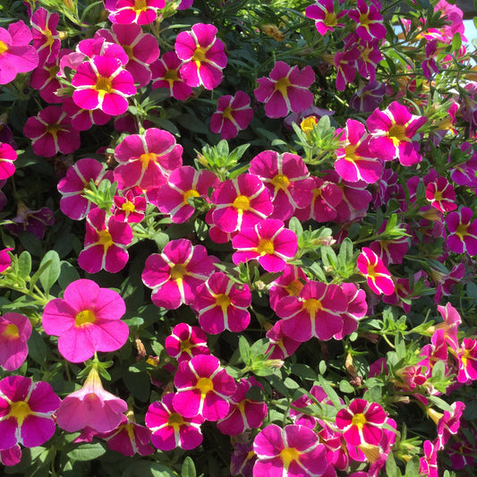 Superbells® Rising Star™ Calibrachoa - Photo Property of Garden Crossings LLC