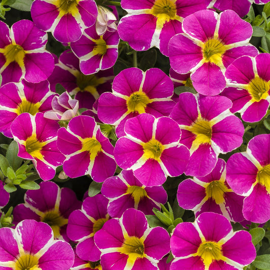 Superbells® Rising Star™ Calibrachoa - Photo Courtesy of Proven Winners, Inc.