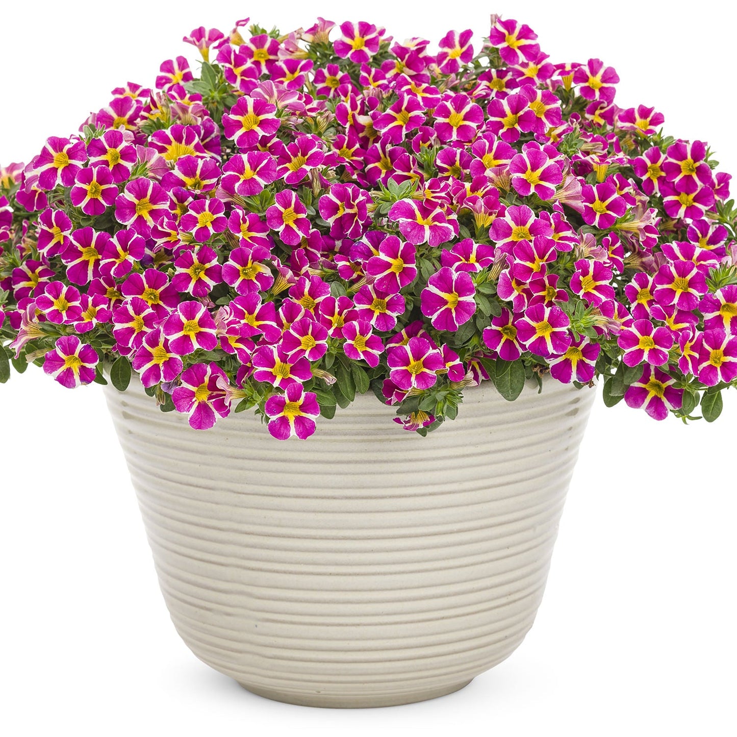 A white ribbed ceramic pot displays Superbells® Rising Star™ Calibrachoa with vibrant magenta blooms, yellow centers, white edges, and lush green foliage - Photo Courtesy of Proven Winners, Inc. Decorative pot not included.