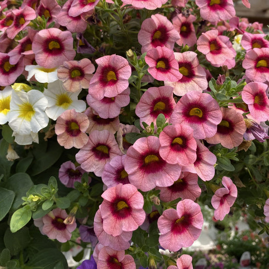 Superbells® Strawberry Punch™ Calibrachoa - Photo Property of Garden Crossings LLC