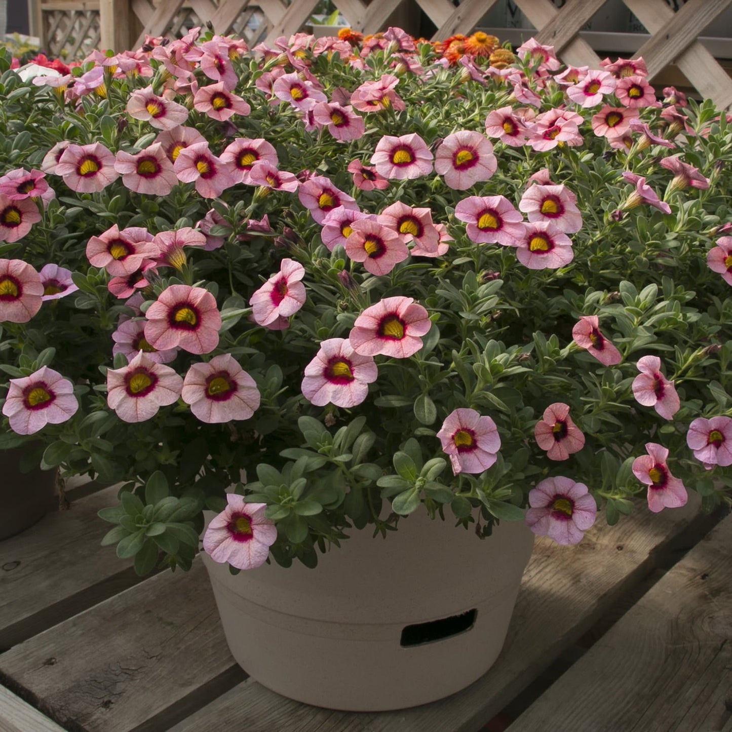 A large beige planter with lush greenery and plentiful Superbells® Strawberry Punch™ Calibrachoa—pink flowers with yellow centers—sits on a wooden deck before a lattice fence. - Photo Courtesy of Proven Winners, Inc.