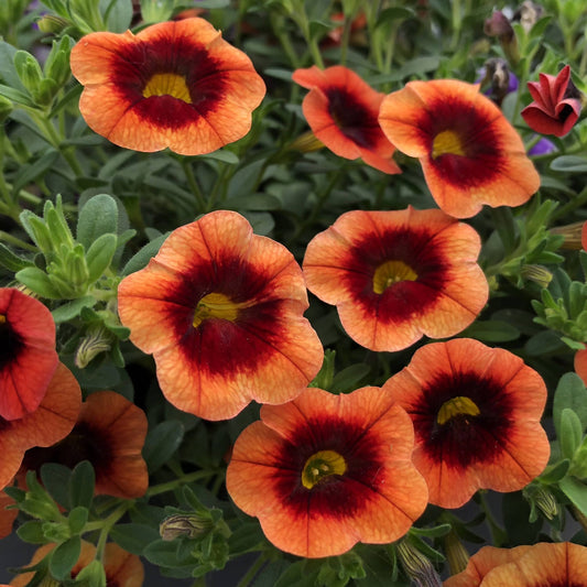 Close-up of a group of Superbells® Tangerine Punch™ Calibrachoa: vibrant blooms with dark red centers and yellow throats, set among green leaves - Photo Property of Garden Crossings LLC