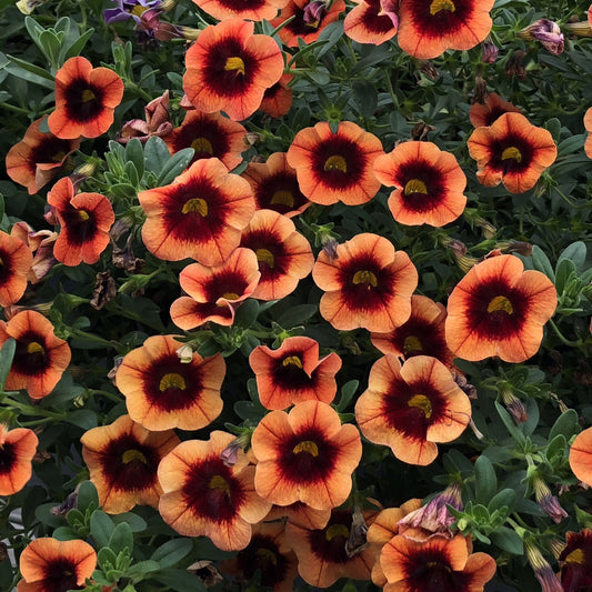 Superbells® Tangerine Punch™ Calibrachoa displays orange blooms with dark red centers amid green foliage - Photo Property of Garden Crossings LLC