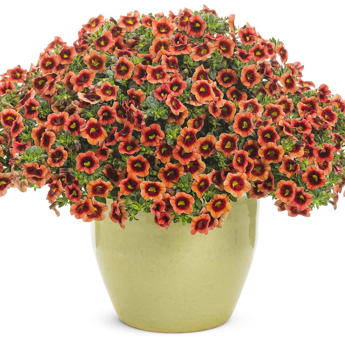 Superbells® Tangerine Punch™ Calibrachoa - Photo Courtesy of Proven Winners, Inc.
