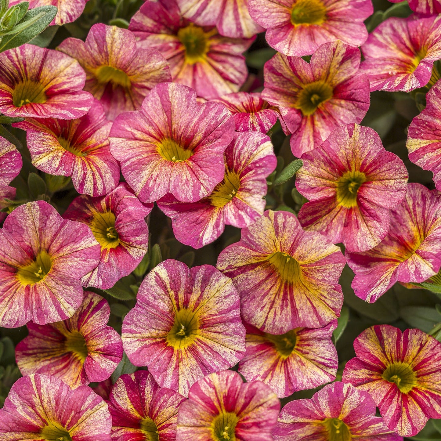 A cluster of vibrant pink and yellow Superbells® Tropical Sunrise Calibrachoa flowers with striped petals forms a colorful, textured pattern - Photo Courtesy of Proven Winners, Inc.
