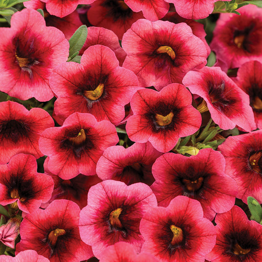 Superbells® Watermelon Punch™ Calibrachoa - Photo Courtesy of Proven Winners, Inc.