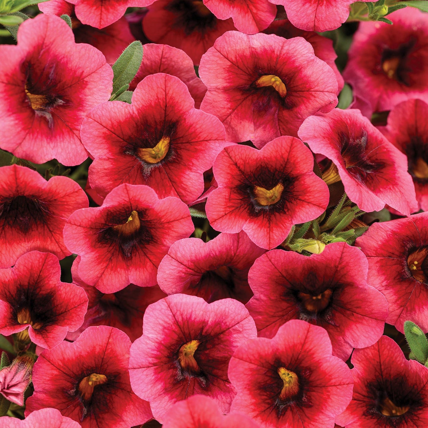 Superbells® Watermelon Punch™ Calibrachoa features clusters of vibrant pink flowers with dark centers and delicate veining, set against green leaves - Photo Courtesy of Proven Winners, Inc.